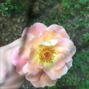 Meet your Posher, Kasyn